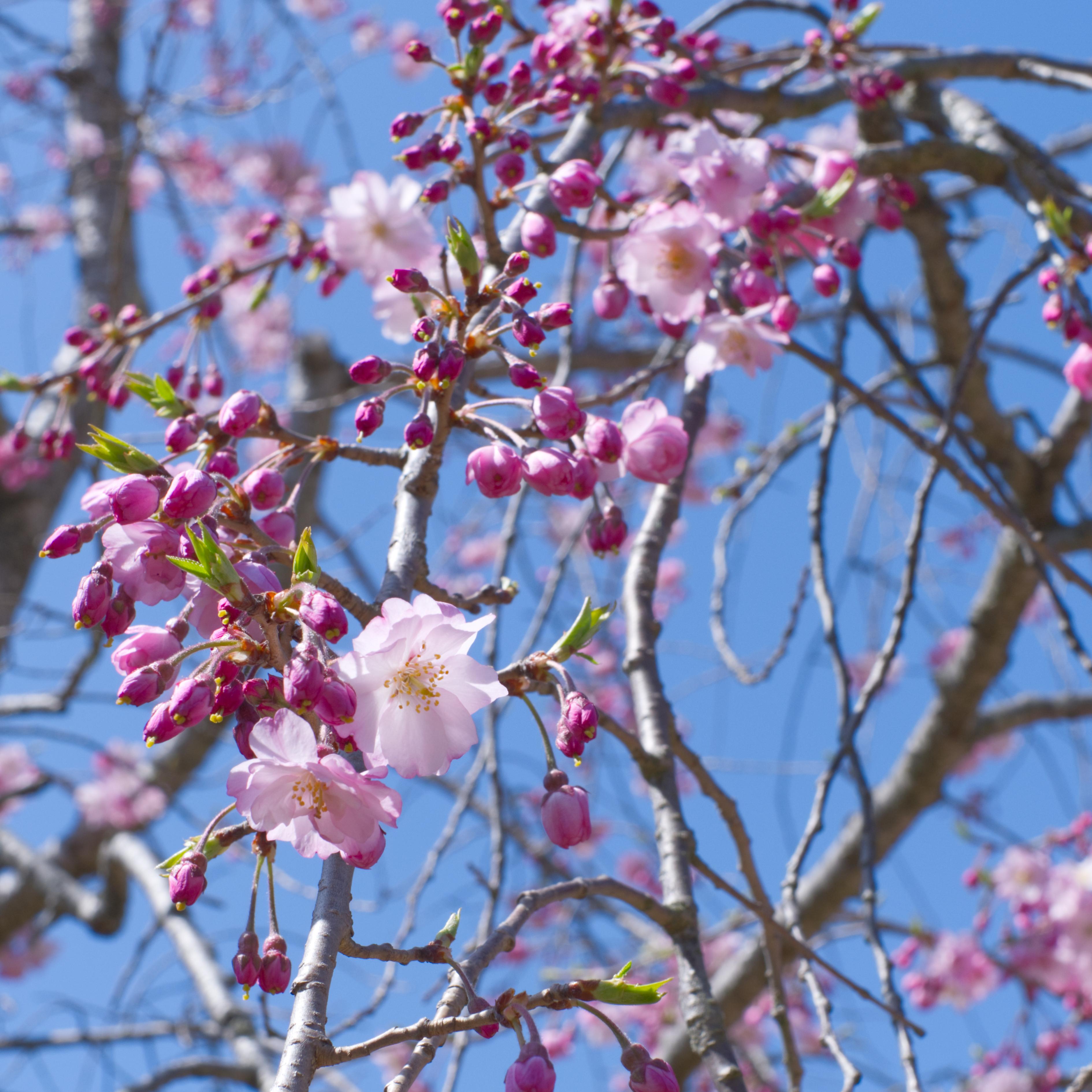 八重紅枝垂れ桜